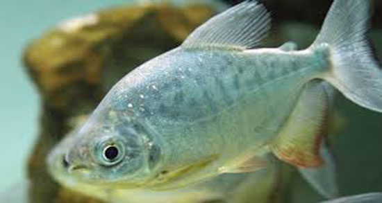 تعبیر خواب ماهی خریدن از بازار و هدیه گرفتن ماهی از دیگران در خواب چیست