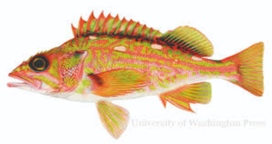 تعبیر خواب ماهی خریدن از بازار و هدیه گرفتن ماهی از دیگران در خواب چیست